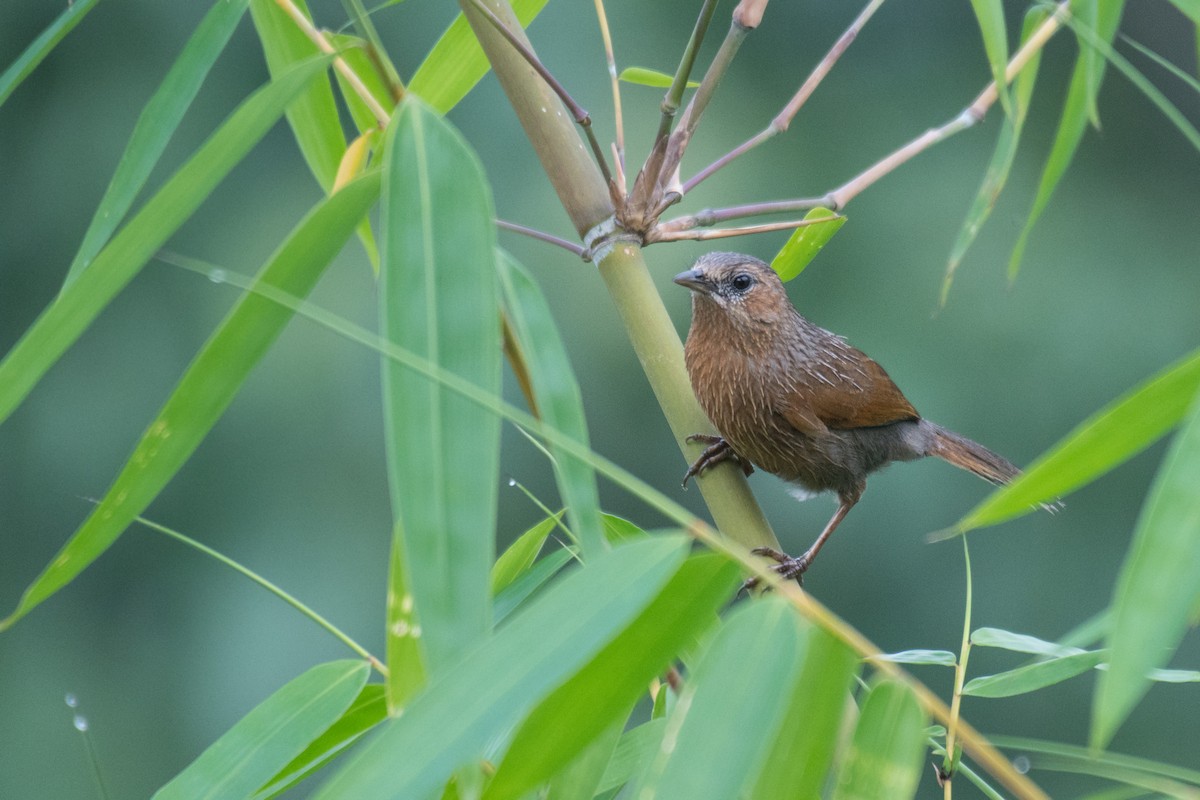 Streaked Laughingthrush - ML247806881