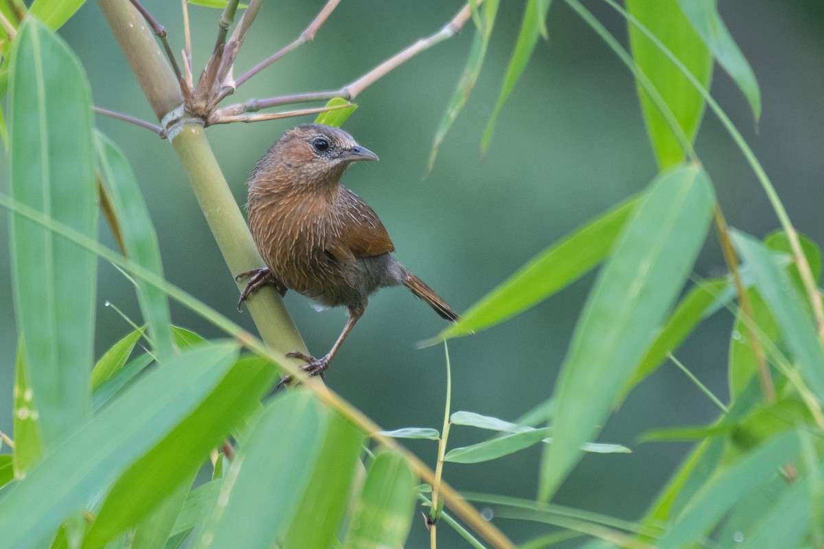 Streaked Laughingthrush - ML247806891