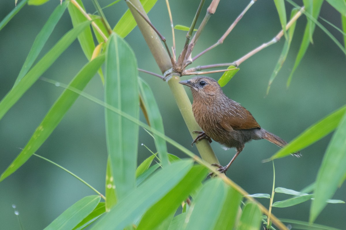 Streaked Laughingthrush - ML247806901