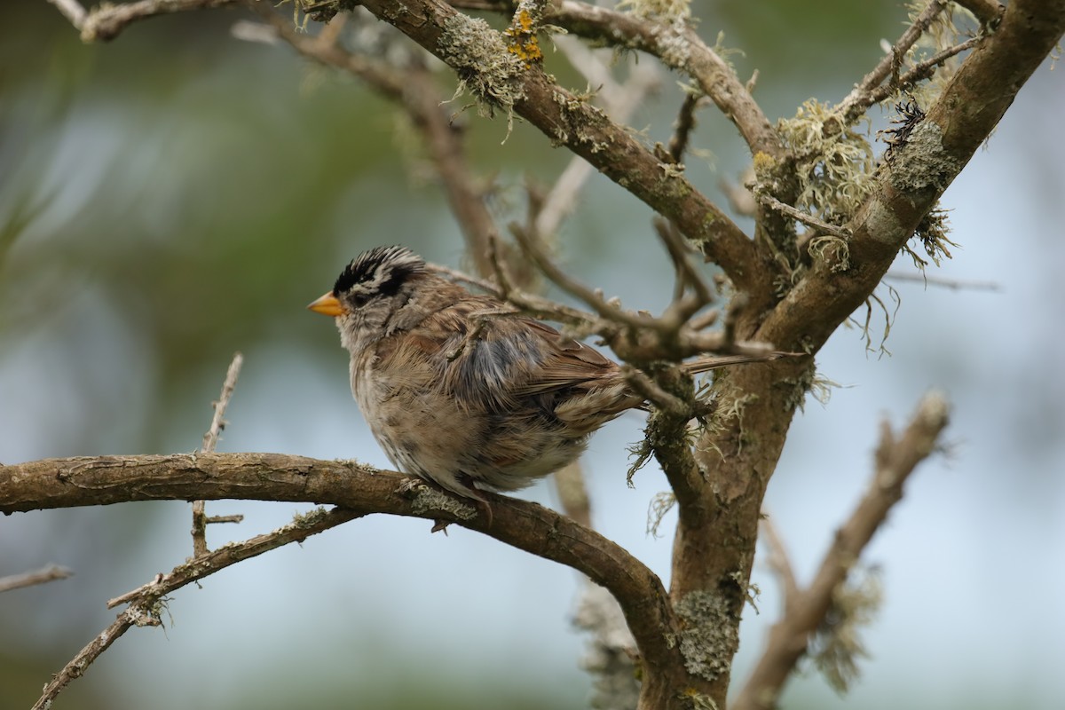 White-crowned Sparrow (Yellow-billed) - ML247807421