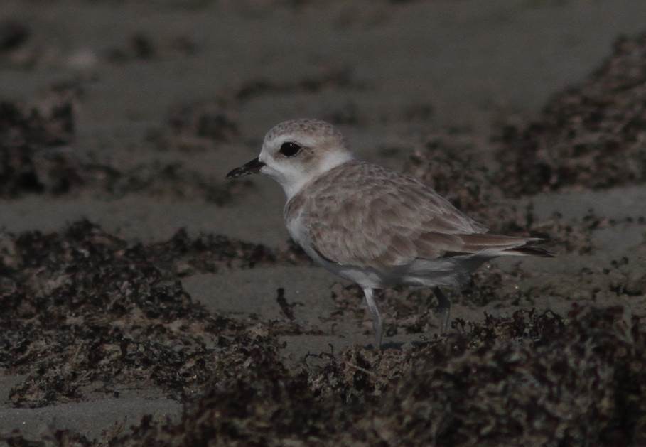 Snowy Plover - Paul Marvin