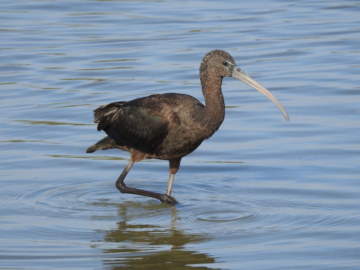 ibis hnědý - ML247810031