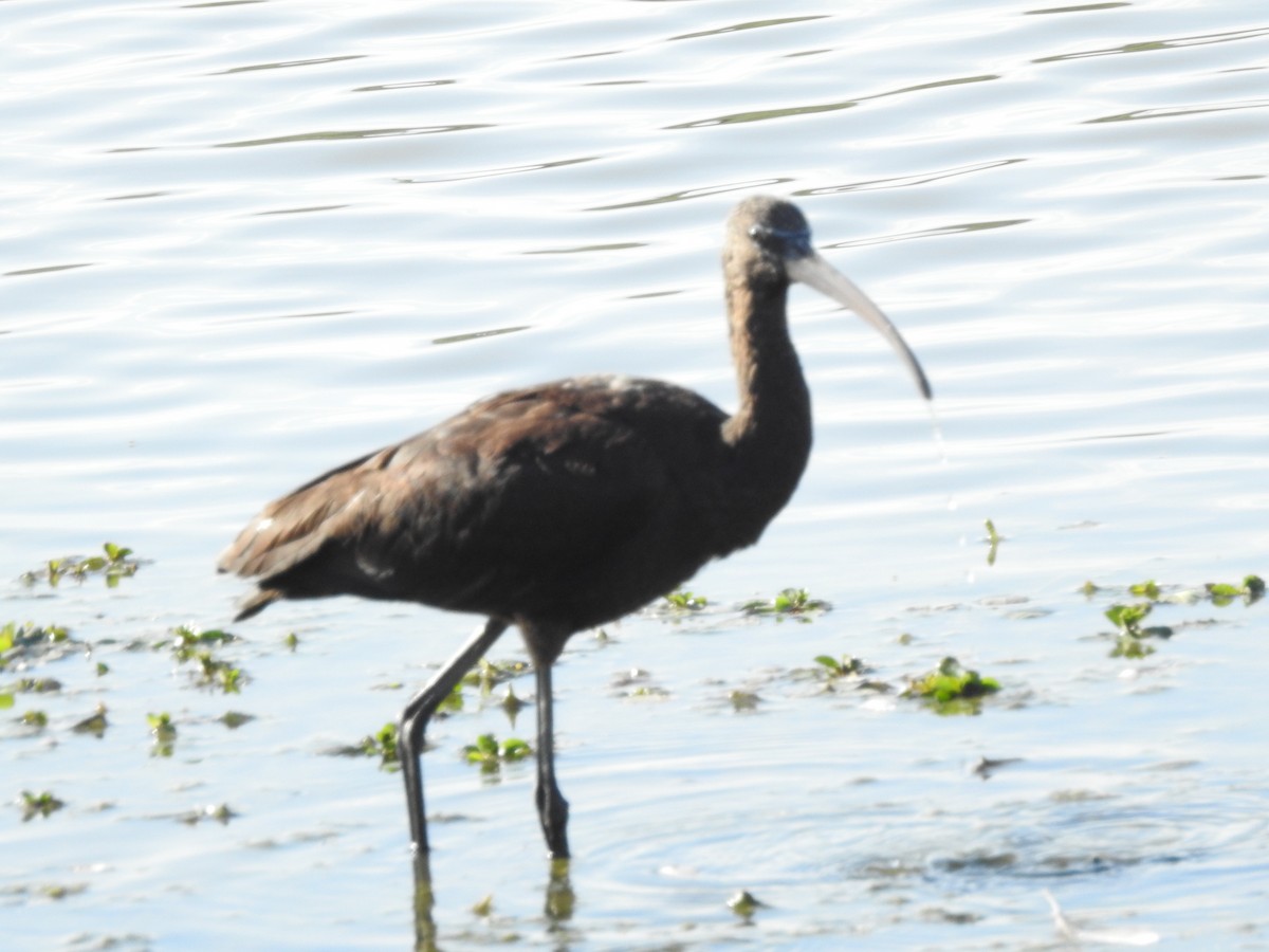 ibis hnědý - ML247810041