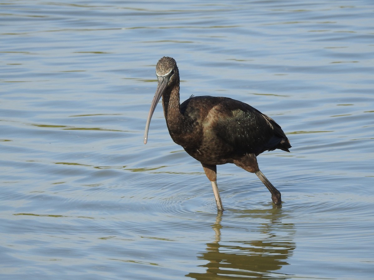 ibis hnědý - ML247810061