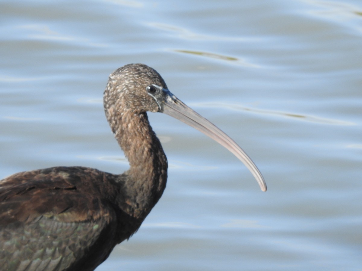 ibis hnědý - ML247810071