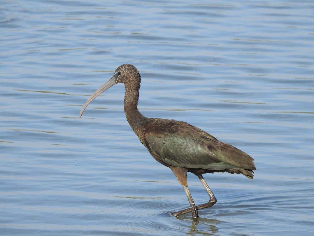 ibis hnědý - ML247810111