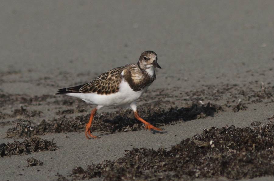 Ruddy Turnstone - Paul Marvin