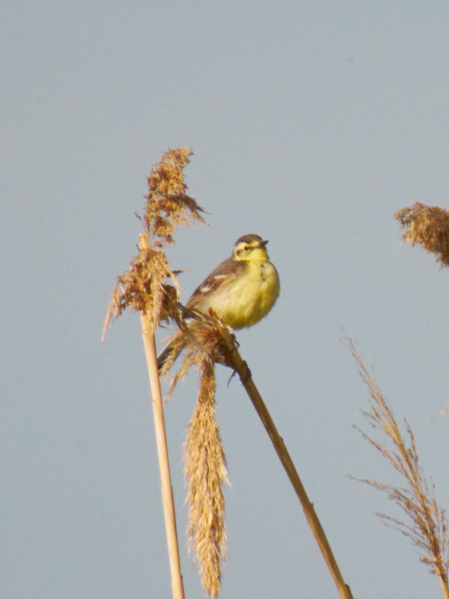 Citrine Wagtail - Juan and Beste
