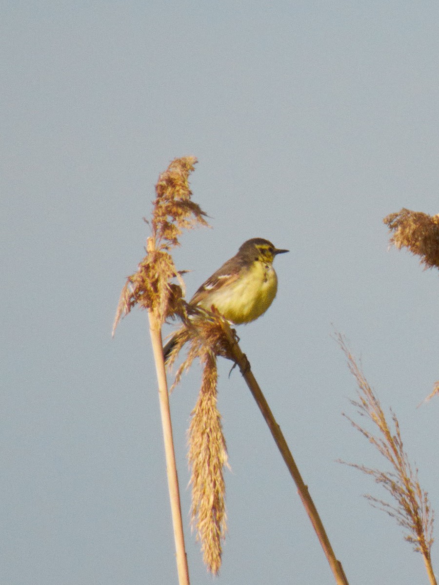 Citrine Wagtail - Juan and Beste