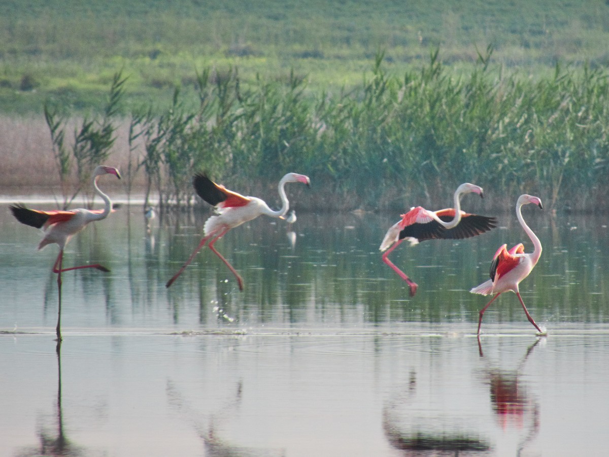 Greater Flamingo - Juan and Beste