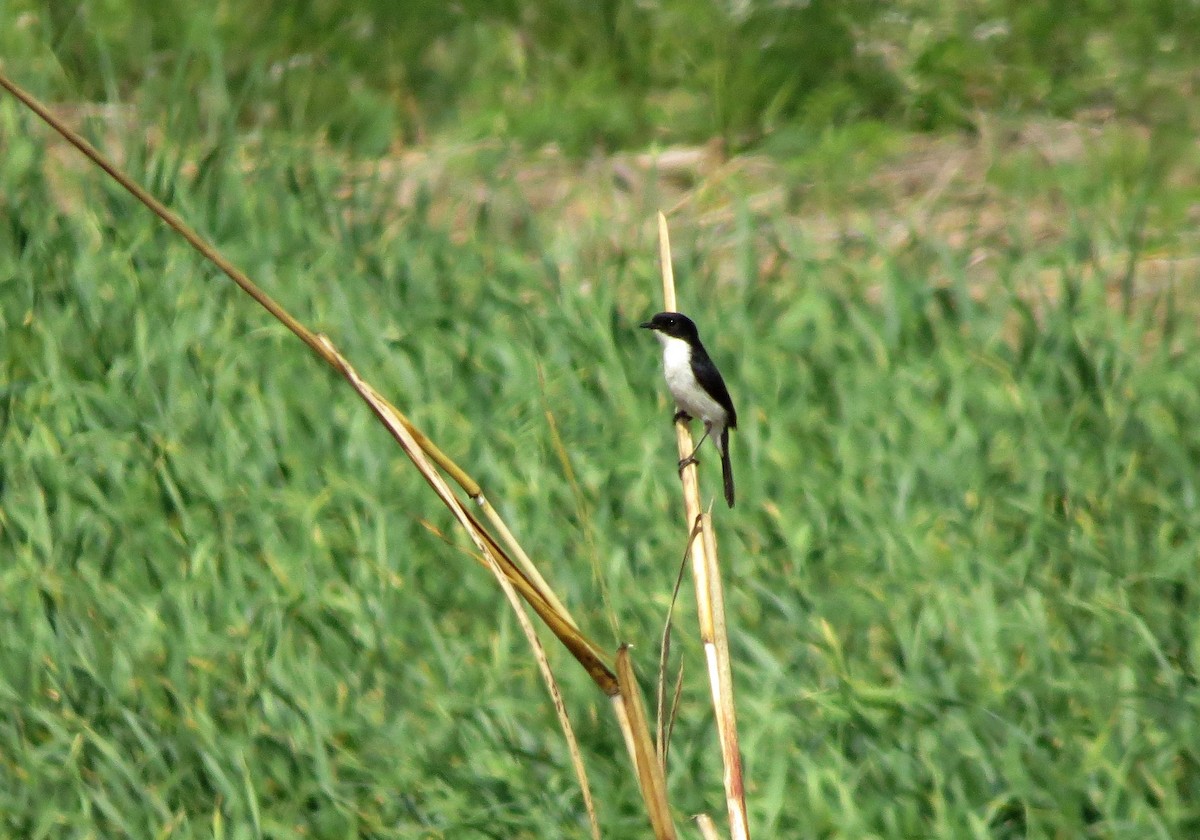 Jerdon's Bushchat - Liao Tzu-Chiang