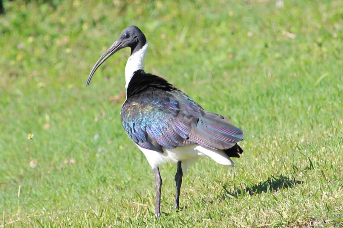 ibis slámokrký - ML247812171