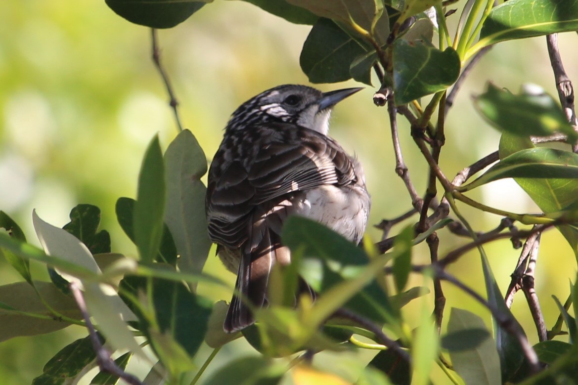 Striped Honeyeater - ML247812401