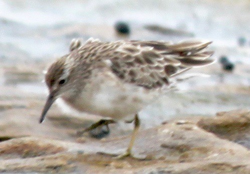 Sharp-tailed Sandpiper - ML247812571