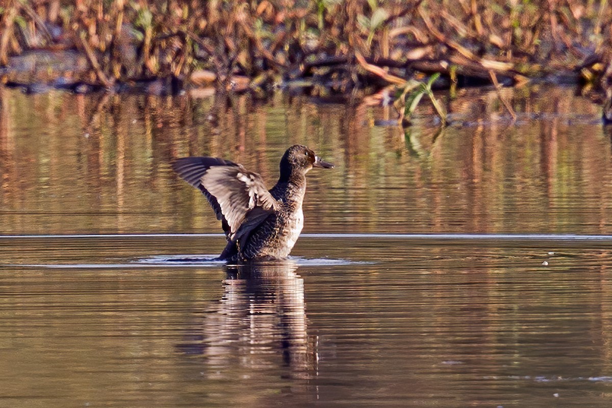 Blue-billed Duck - ML247813601