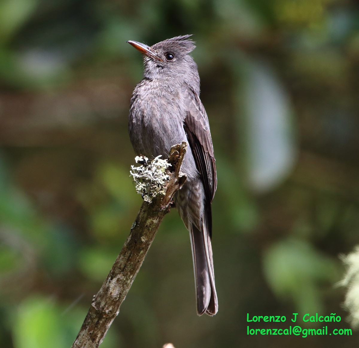 Smoke-colored Pewee - Lorenzo Calcaño