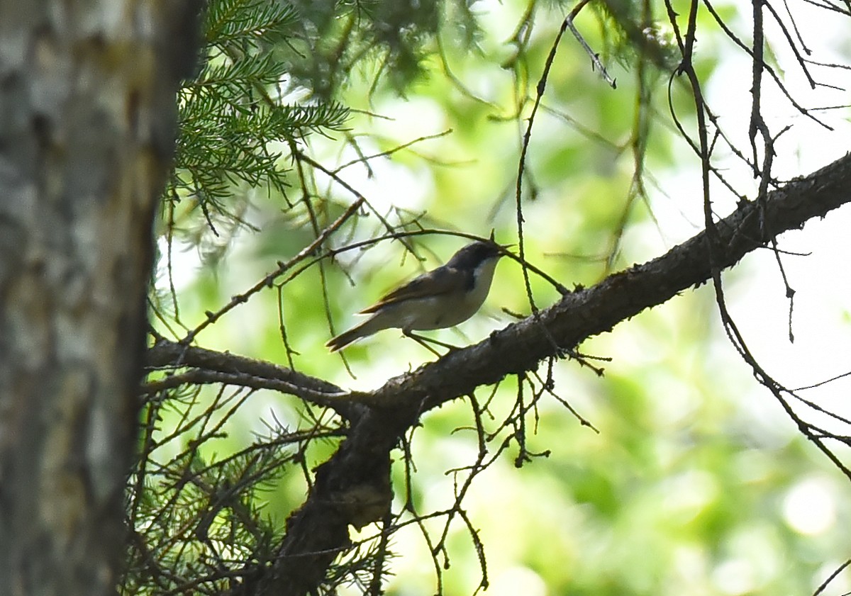 Номин гургалдай - ML247814541