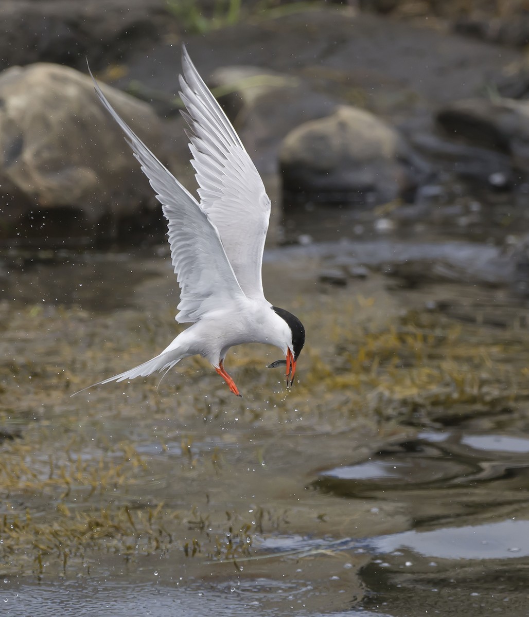 Common Tern - ML247814911