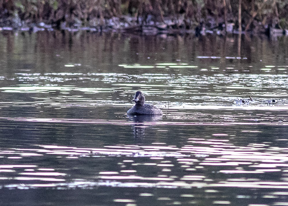 Blue-billed Duck - ML247815561