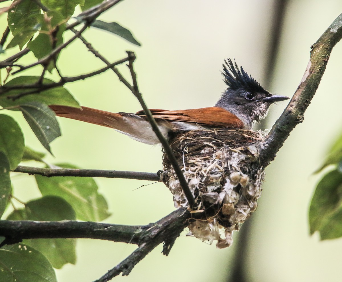 Indian Paradise-Flycatcher - ML247815871