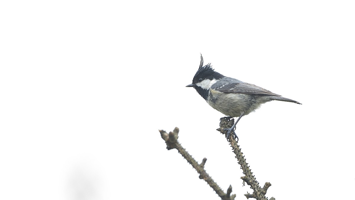 Coal Tit - ML247815951