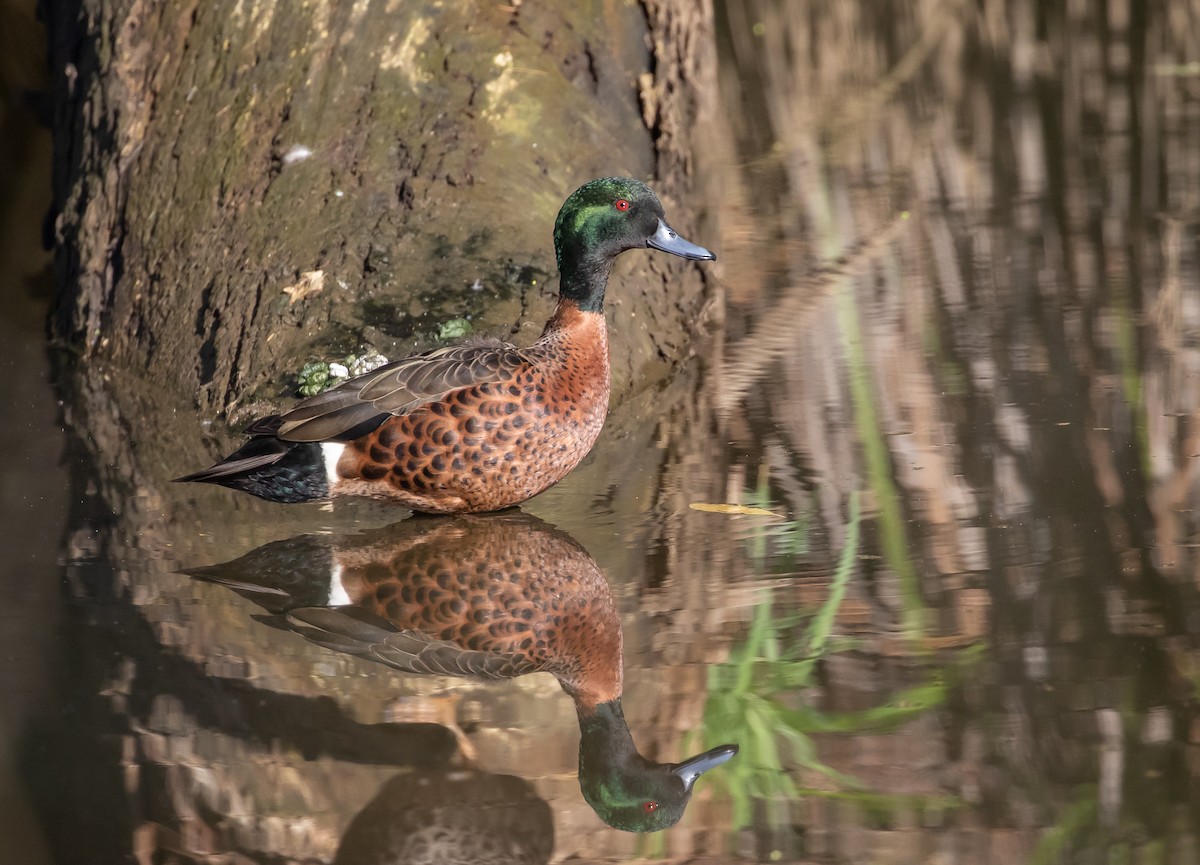 Chestnut Teal - ML247816281