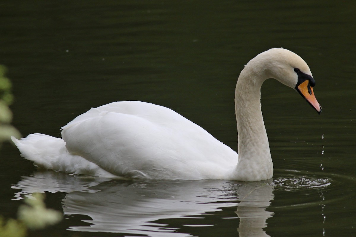 Cigno reale - ML247818051