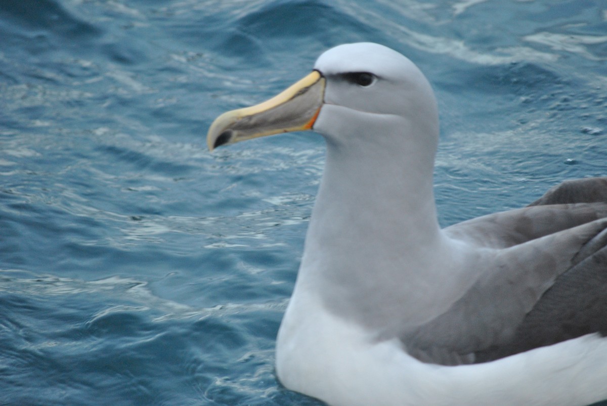 Salvin's Albatross - ML247818341