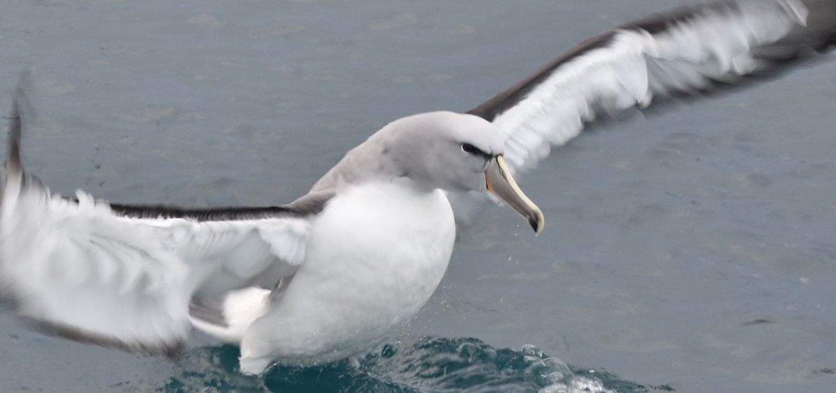 Albatros de Salvin - ML247818831