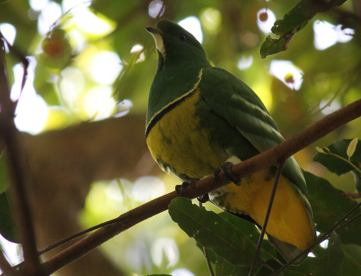 Cloven-feathered Dove - ML247818871