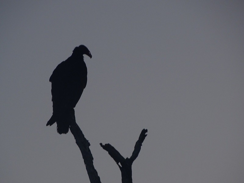 Turkey Vulture (Northern) - Ralph Akkermans