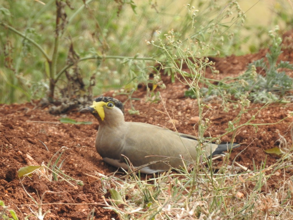 Yellow-wattled Lapwing - ML247821981