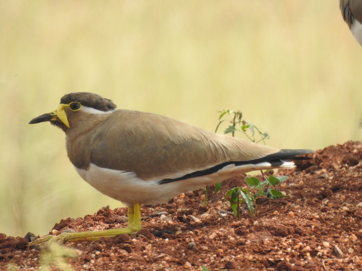 Yellow-wattled Lapwing - ML247822021