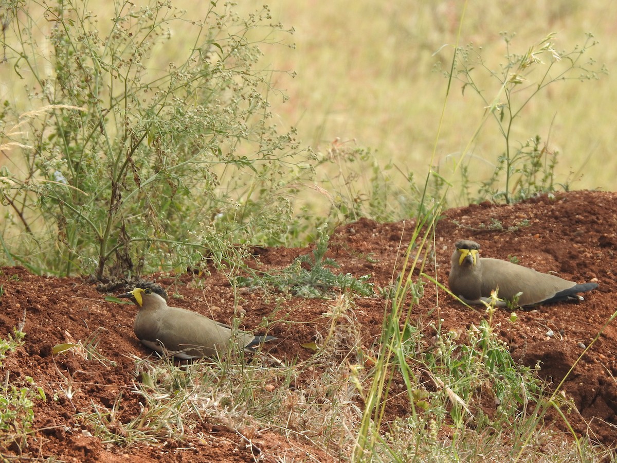 Yellow-wattled Lapwing - ML247822041