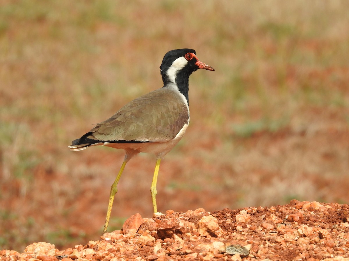 Red-wattled Lapwing - ML247822071