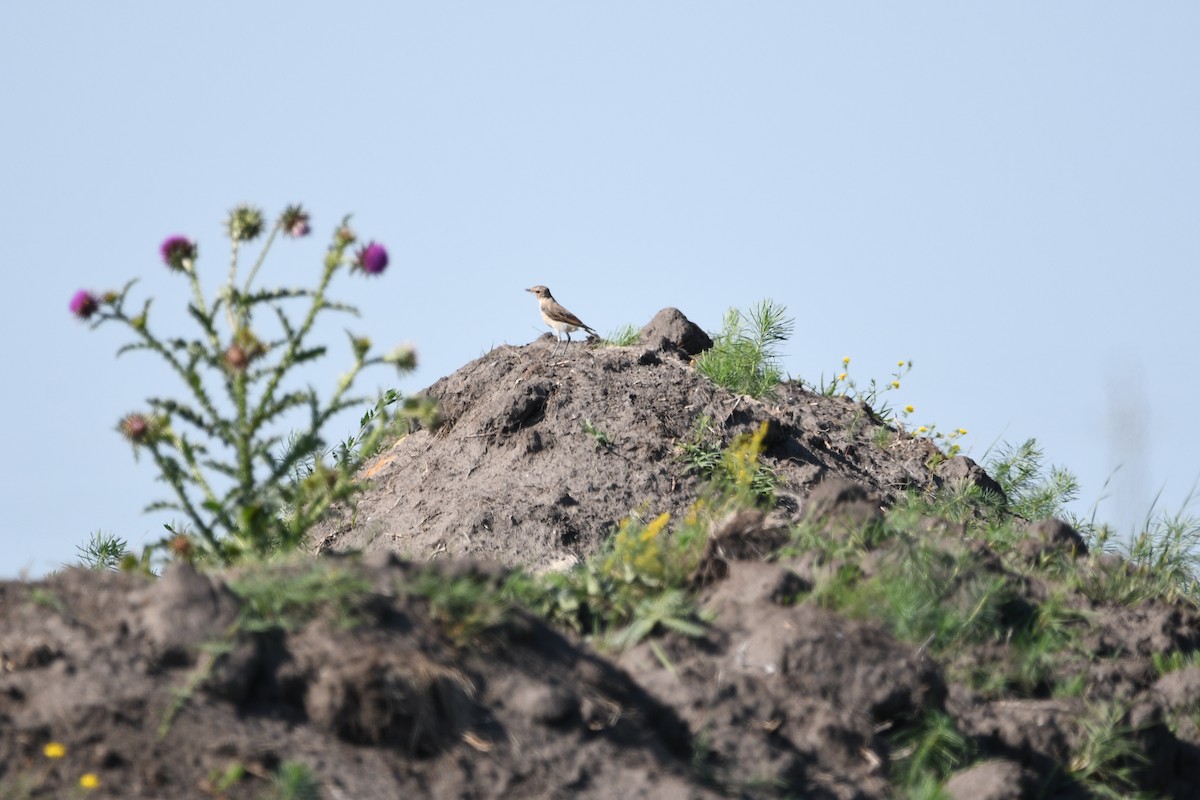 Northern Wheatear - Василий Калиниченко