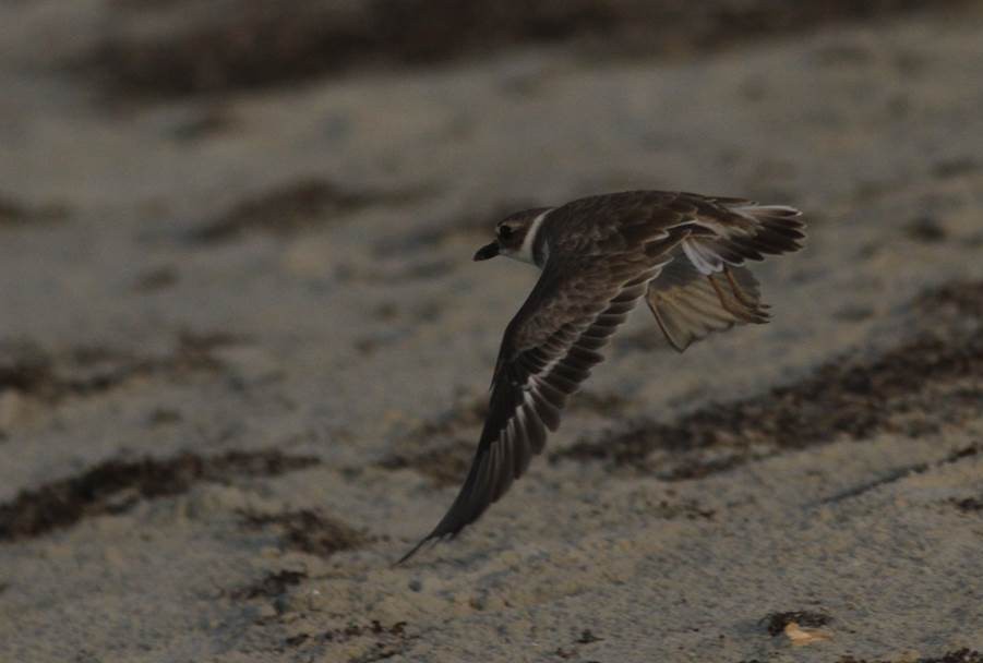 Wilson's Plover - ML24782211