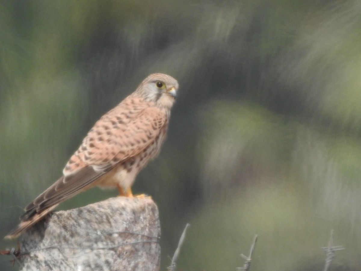 Eurasian Kestrel - ML247822111