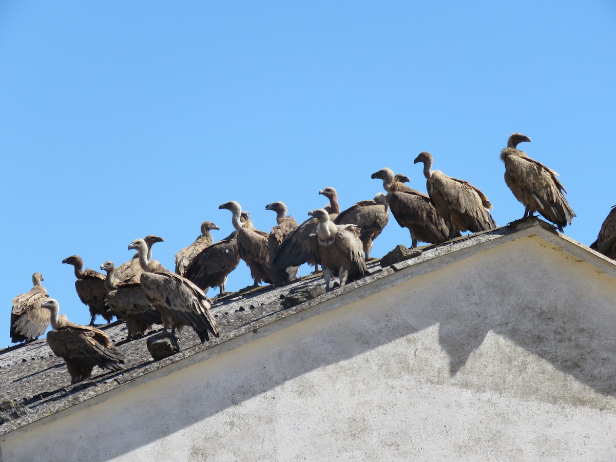 Eurasian Griffon - Aitor Mora Solano