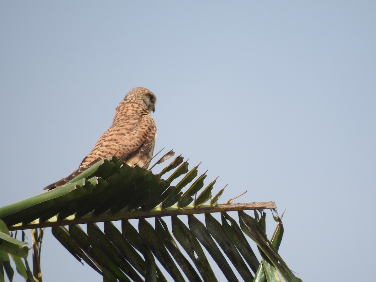 Eurasian Kestrel - ML247822141