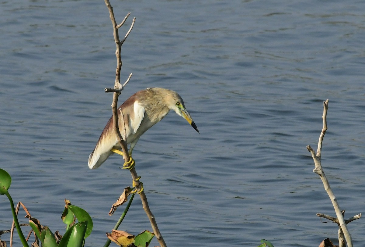 Indian Pond-Heron - ML247822191