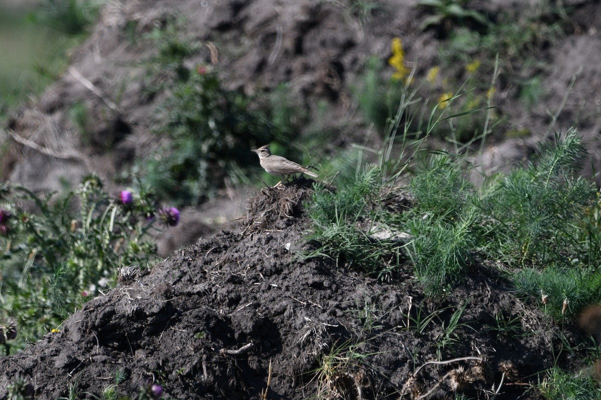 Crested Lark - Василий Калиниченко