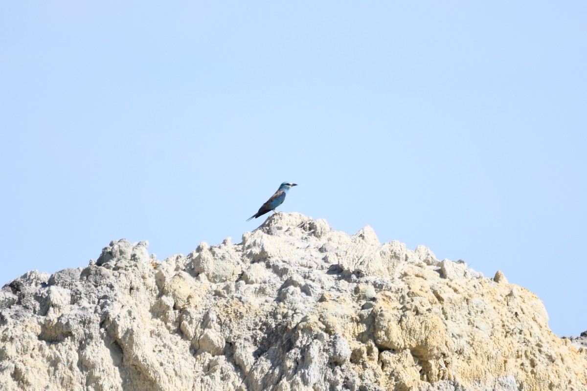 European Roller - Василий Калиниченко