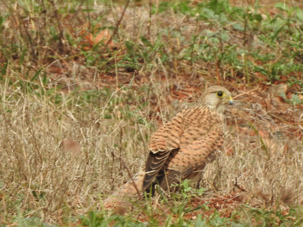 Eurasian Kestrel - ML247822281