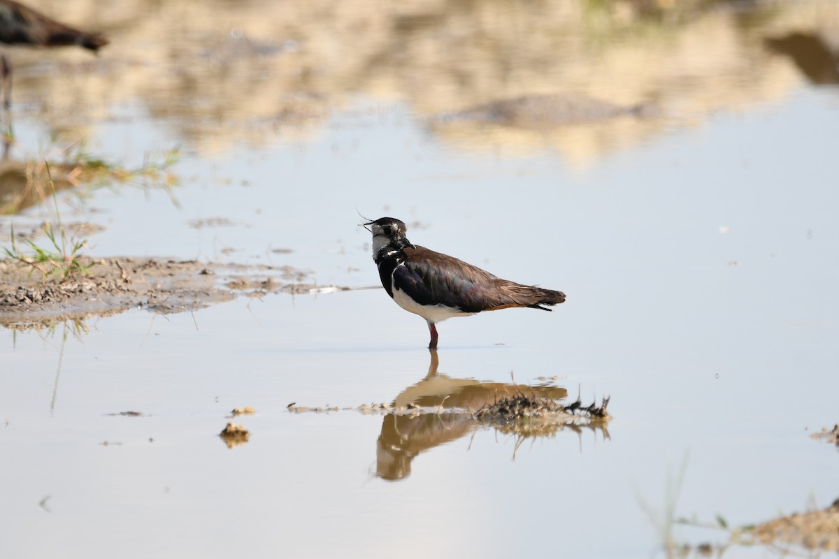 Northern Lapwing - Василий Калиниченко