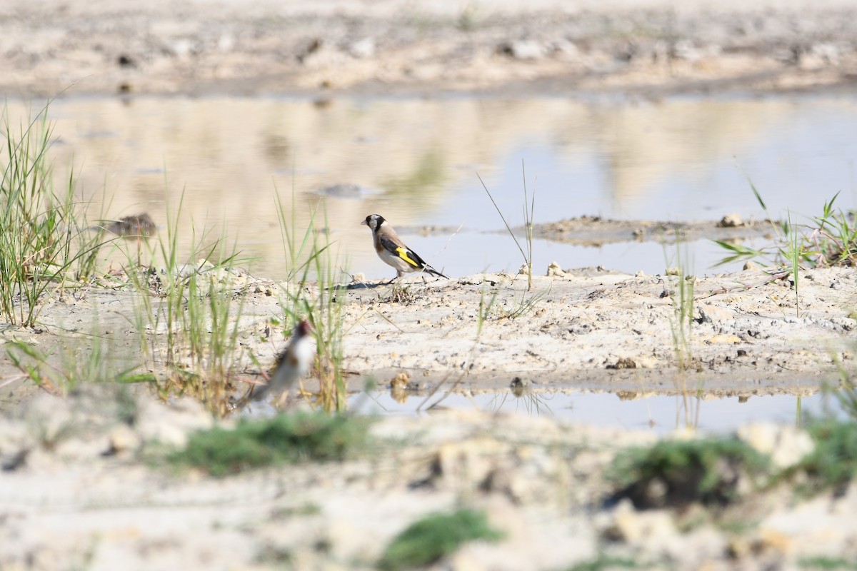 European Goldfinch - ML247822361