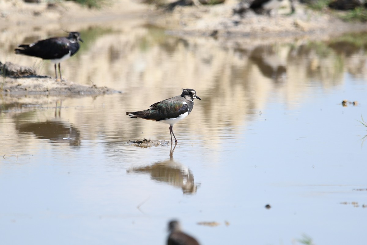 Northern Lapwing - ML247822391