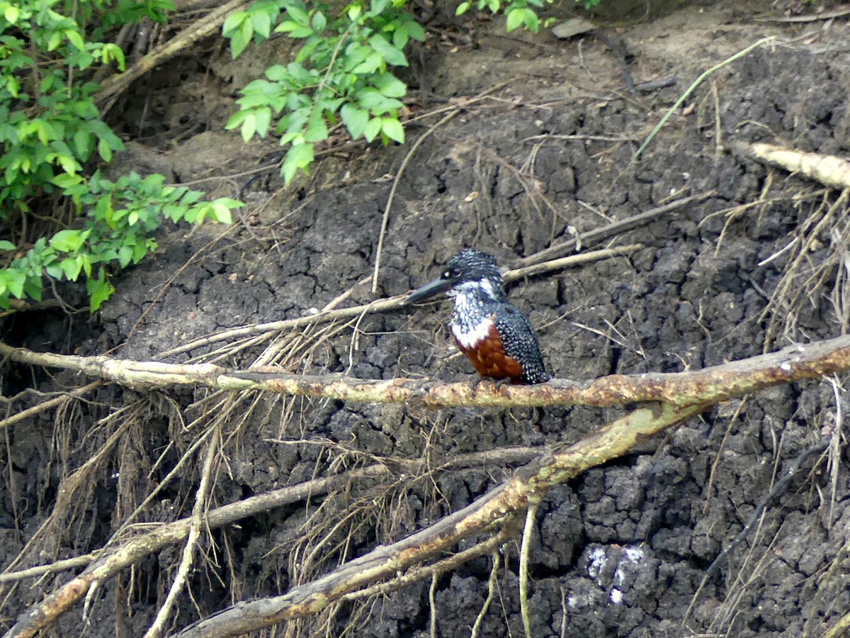 Giant Kingfisher - ML247822971