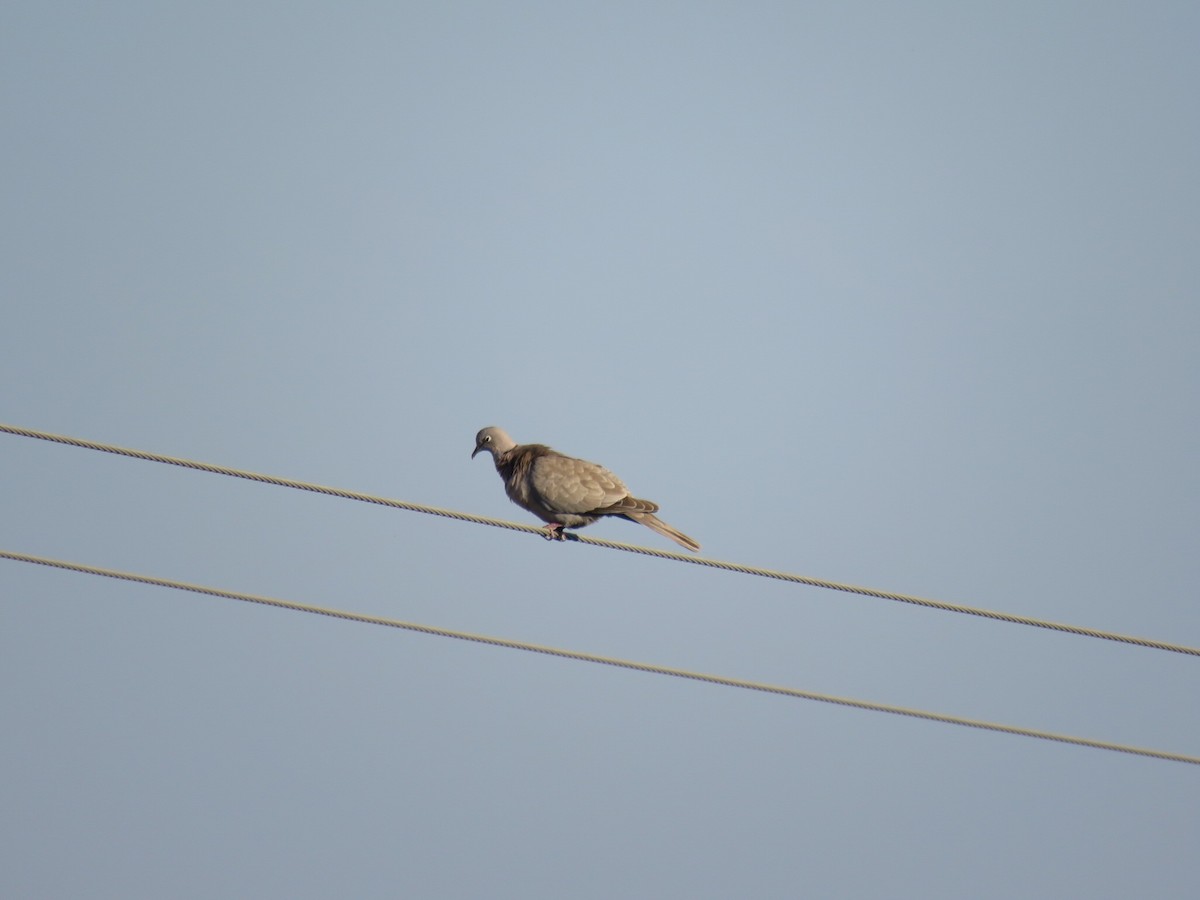 Eurasian Collared-Dove - ML247823361