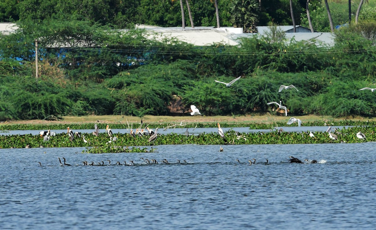 Painted Stork - ML247823391